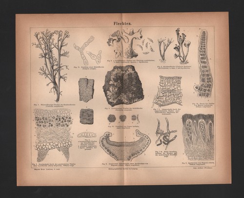 Lithografie 1875 flechten - lithografie, 1875: