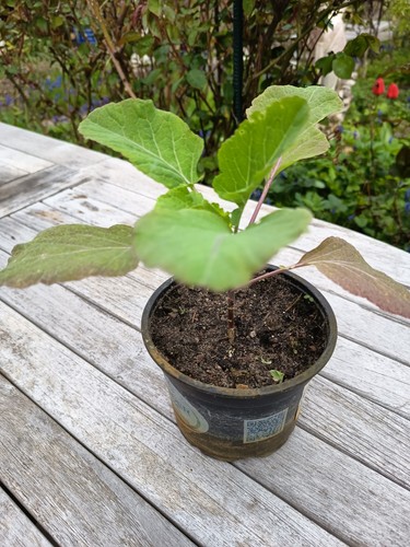 Ewiger kohl winterhart - kohl,