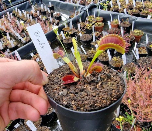 Dionaea muscipula bimbo - muscipula, 'bimbo'