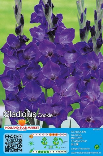 Gladiolen - (◕‿◕)\@,