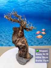 🌳 TOP Aquarium Mopani