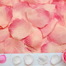 Rosenblätter Rosen Weiß Rosa