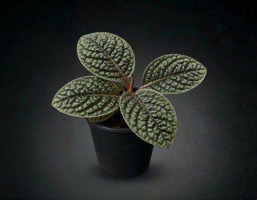Labisia dino terrarium - sp.,
