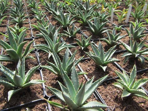 Agave utahensis pfanze - -,