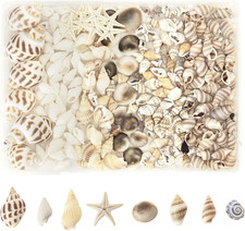 210 Stück Muscheln 8 Arten