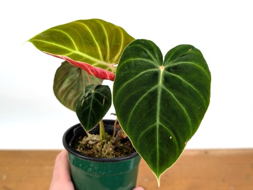 Philodendron verrucosum - philodendron,