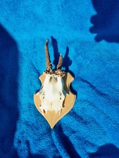 Baby Rehbock , kleines Geweih