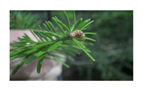 10x abies balsamea balsam - 10x,