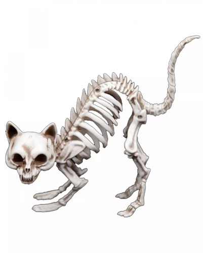 Katzenskelett als