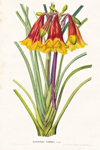 Blandfordia flammea australia - flammea,
