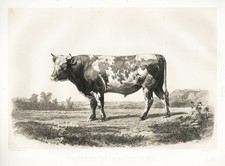 Kuh Breitenburg Schleswig-Holstein cows cattle cow Kühe Heliographie 1860