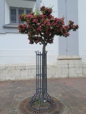 Crataegus Paul´s Scarlet, Rotdorn 160-180cm, als Baum/Stamm, Pauls Scarlet