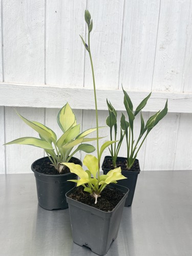 3er set hosta funkie für - set,