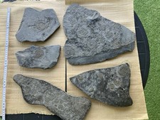 Ammonit-Posidonien-Schieferplatten Sammlung (8 Stück)