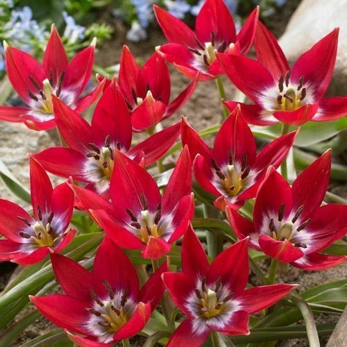 Dreifarbige wildtulpen tiny - dreifarbige,