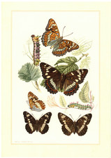 Großer Eisvogel  kleiner  Schmetterling Insekten Farbdruck 1956