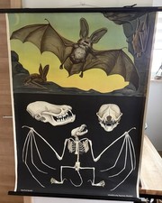 Schulwandkarte Fledermaus. -
