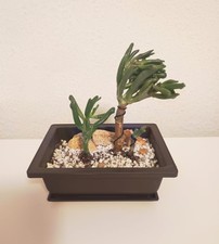 Pre-Bonsai - Crassula Gollum