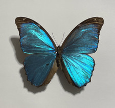 Entomologie*Morpho