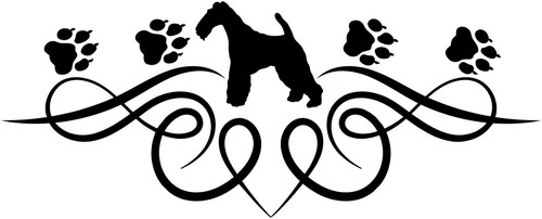Foxterrier - foxterrier, (drahthaar)