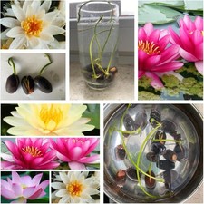 10 für sie angekerbte Samen