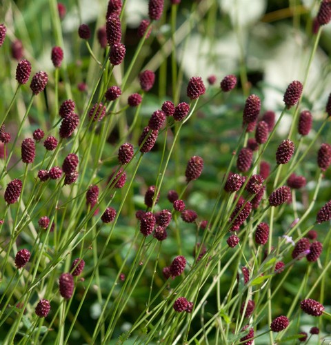 Großer wiesenknopf - großer,