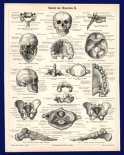 Druck Skelett II.  von 1897 -