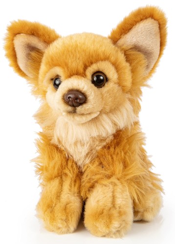 Chihuahua braun sitzend 18 - sitzend,