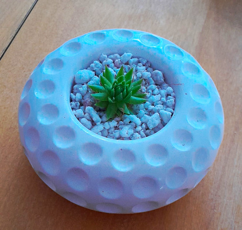 Kleine sukkulente grün - sukkulente,