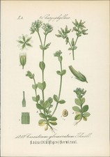 Chromolithographie 