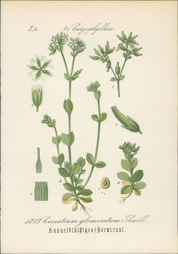 Chromolithographie - ,