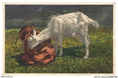 Ashp11 0694 animaux eine - ashp11-0694-animaux,