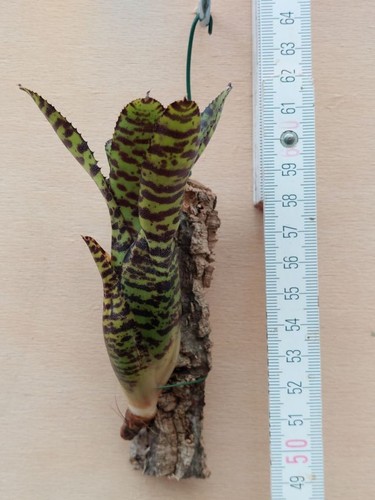 Neoregelia eteria - neoregelia,