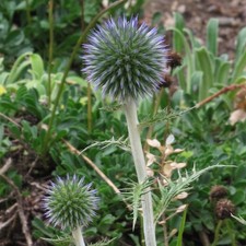 Blaue Kugeldistel (Echinops