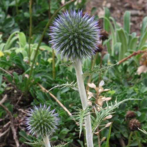 Blaue kugeldistel echinops - kugeldistel, (echinops