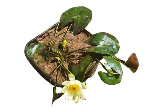 Zwergseerose nymphaea helvola - nymphaea,