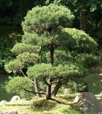 Bonsai-Kiefer Pflanze für die Wohnung drinnen Zimmerpflanze gross pflegeleicht