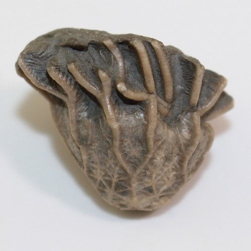 Crinoide glyptocrinus - crinoide,,