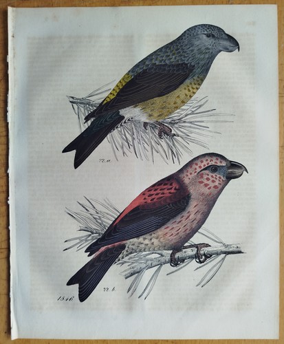Vögel kreuzschnabel buch - vögel,