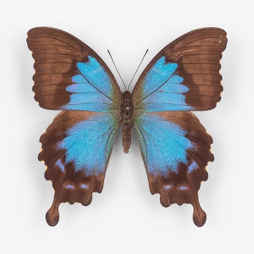 Papilio montrouzieri - papilio,