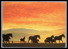 Ansichtskarte Tierpostkarte /