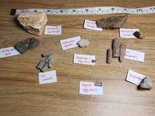 *TOLLE FOSSIL SAMMLUNG*