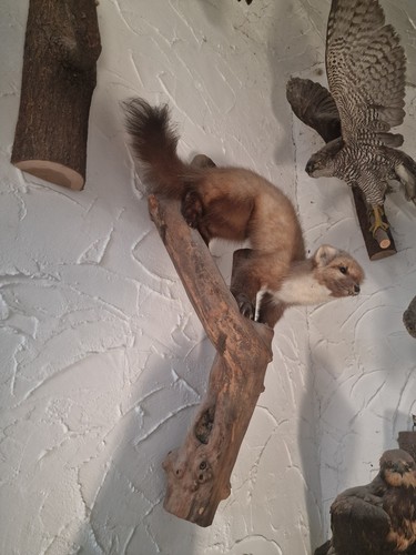 Tierpräparat marder xxl - tierpräparat,