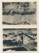 2 x Foto Legion Condor