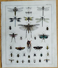Libelle Zikade # großer Originaldruck Oken Folio # 1843