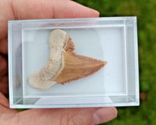 Seltene Box Palaeocarcharodon