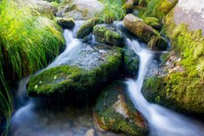 Wandbild: Steine mit Moos in