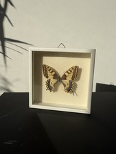 Gerahmter Schwalbenschwanz