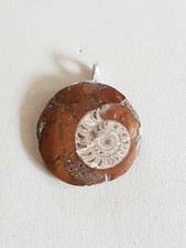 Versteinerte  Schnecke in