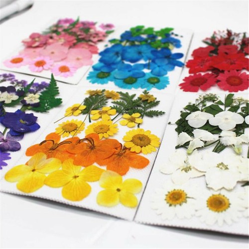 Gepresste getrocknete blumen - gepresste,